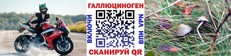 Купить Аркадак Галлюциногенные грибы Psilocybe
